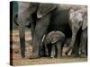 African Elephant (Loxodonta Africana) in Matriarchal Group, South Africa, Africa-Steve & Ann Toon-Stretched Canvas