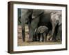 African Elephant (Loxodonta Africana) in Matriarchal Group, South Africa, Africa-Steve & Ann Toon-Framed Photographic Print