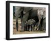 African Elephant (Loxodonta Africana) in Matriarchal Group, South Africa, Africa-Steve & Ann Toon-Framed Photographic Print