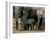 African Elephant (Loxodonta Africana) in Matriarchal Group, South Africa, Africa-Steve & Ann Toon-Framed Photographic Print