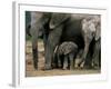 African Elephant (Loxodonta Africana) in Matriarchal Group, South Africa, Africa-Steve & Ann Toon-Framed Photographic Print