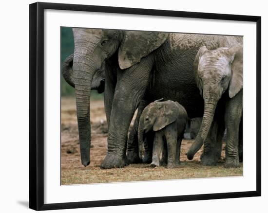 African Elephant (Loxodonta Africana) in Matriarchal Group, South Africa, Africa-Steve & Ann Toon-Framed Photographic Print