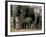 African Elephant (Loxodonta Africana) in Matriarchal Group, South Africa, Africa-Steve & Ann Toon-Framed Photographic Print