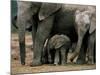 African Elephant (Loxodonta Africana) in Matriarchal Group, South Africa, Africa-Steve & Ann Toon-Mounted Photographic Print