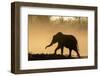 African elephant (Loxodonta africana) in silhouette, Mashatu Game Reserve, Botswana, Africa-Sergio Pitamitz-Framed Photographic Print