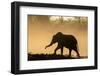 African elephant (Loxodonta africana) in silhouette, Mashatu Game Reserve, Botswana, Africa-Sergio Pitamitz-Framed Photographic Print