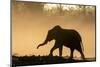 African elephant (Loxodonta africana) in silhouette, Mashatu Game Reserve, Botswana, Africa-Sergio Pitamitz-Mounted Photographic Print