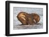 African elephant (Loxodonta africana) in water, Chobe River, Botswana, Africa-Ann and Steve Toon-Framed Photographic Print