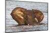 African elephant (Loxodonta africana) in water, Chobe River, Botswana, Africa-Ann and Steve Toon-Mounted Photographic Print