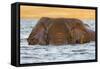 African elephant (Loxodonta africana) in water, Chobe River, Botswana, Africa-Ann and Steve Toon-Framed Stretched Canvas