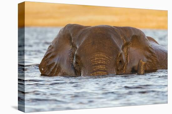 African elephant (Loxodonta africana) in water, Chobe River, Botswana, Africa-Ann and Steve Toon-Stretched Canvas