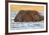 African elephant (Loxodonta africana) in water, Chobe River, Botswana, Africa-Ann and Steve Toon-Framed Photographic Print