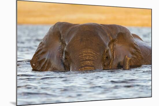 African elephant (Loxodonta africana) in water, Chobe River, Botswana, Africa-Ann and Steve Toon-Mounted Photographic Print