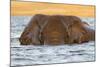 African elephant (Loxodonta africana) in water, Chobe River, Botswana, Africa-Ann and Steve Toon-Mounted Photographic Print