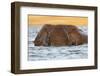African elephant (Loxodonta africana) in water, Chobe River, Botswana, Africa-Ann and Steve Toon-Framed Photographic Print