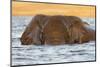 African elephant (Loxodonta africana) in water, Chobe River, Botswana, Africa-Ann and Steve Toon-Mounted Photographic Print