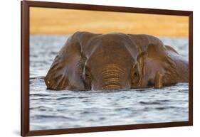 African elephant (Loxodonta africana) in water, Chobe River, Botswana, Africa-Ann and Steve Toon-Framed Photographic Print