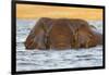 African elephant (Loxodonta africana) in water, Chobe River, Botswana, Africa-Ann and Steve Toon-Framed Photographic Print