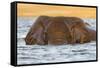 African elephant (Loxodonta africana) in water, Chobe River, Botswana, Africa-Ann and Steve Toon-Framed Stretched Canvas