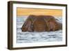 African elephant (Loxodonta africana) in water, Chobe River, Botswana, Africa-Ann and Steve Toon-Framed Photographic Print