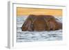African elephant (Loxodonta africana) in water, Chobe River, Botswana, Africa-Ann and Steve Toon-Framed Photographic Print