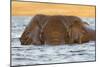 African elephant (Loxodonta africana) in water, Chobe River, Botswana, Africa-Ann and Steve Toon-Mounted Photographic Print