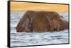 African elephant (Loxodonta africana) in water, Chobe River, Botswana, Africa-Ann and Steve Toon-Framed Stretched Canvas
