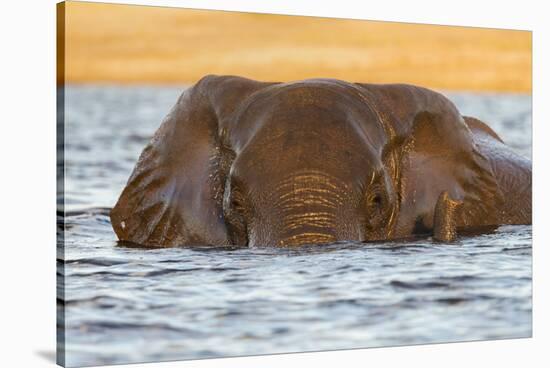 African elephant (Loxodonta africana) in water, Chobe River, Botswana, Africa-Ann and Steve Toon-Stretched Canvas