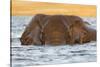 African elephant (Loxodonta africana) in water, Chobe River, Botswana, Africa-Ann and Steve Toon-Stretched Canvas