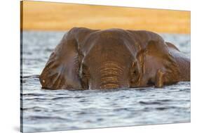 African elephant (Loxodonta africana) in water, Chobe River, Botswana, Africa-Ann and Steve Toon-Stretched Canvas