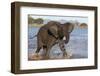 African elephant (Loxodonta africana) in water, Zimanga game reserve, KwaZulu-Natal-Ann and Steve Toon-Framed Photographic Print