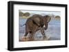 African elephant (Loxodonta africana) in water, Zimanga game reserve, KwaZulu-Natal-Ann and Steve Toon-Framed Photographic Print