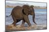 African elephant (Loxodonta africana) in water, Zimanga game reserve, KwaZulu-Natal-Ann and Steve Toon-Mounted Photographic Print