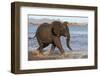 African elephant (Loxodonta africana) in water, Zimanga game reserve, KwaZulu-Natal-Ann and Steve Toon-Framed Photographic Print