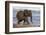 African elephant (Loxodonta africana) in water, Zimanga game reserve, KwaZulu-Natal-Ann and Steve Toon-Framed Photographic Print