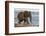 African elephant (Loxodonta africana) in water, Zimanga game reserve, KwaZulu-Natal-Ann and Steve Toon-Framed Photographic Print