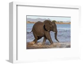 African elephant (Loxodonta africana) in water, Zimanga game reserve, KwaZulu-Natal-Ann and Steve Toon-Framed Photographic Print