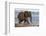 African elephant (Loxodonta africana) in water, Zimanga game reserve, KwaZulu-Natal-Ann and Steve Toon-Framed Photographic Print