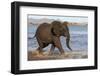 African elephant (Loxodonta africana) in water, Zimanga game reserve, KwaZulu-Natal-Ann and Steve Toon-Framed Photographic Print