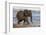 African elephant (Loxodonta africana) in water, Zimanga game reserve, KwaZulu-Natal-Ann and Steve Toon-Framed Photographic Print