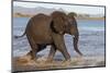 African elephant (Loxodonta africana) in water, Zimanga game reserve, KwaZulu-Natal-Ann and Steve Toon-Mounted Photographic Print