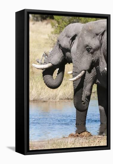 African Elephant (Loxodonta Africana), Khwai Concession, Okavango Delta, Botswana, Africa-Sergio-Framed Stretched Canvas