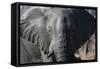 African Elephant (Loxodonta Africana), Khwai Concession, Okavango Delta, Botswana, Africa-Sergio Pitamitz-Framed Stretched Canvas