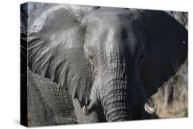 African Elephant (Loxodonta Africana), Khwai Concession, Okavango Delta, Botswana, Africa-Sergio Pitamitz-Stretched Canvas