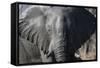 African Elephant (Loxodonta Africana), Khwai Concession, Okavango Delta, Botswana, Africa-Sergio Pitamitz-Framed Stretched Canvas