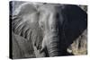 African Elephant (Loxodonta Africana), Khwai Concession, Okavango Delta, Botswana, Africa-Sergio Pitamitz-Stretched Canvas