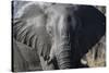 African Elephant (Loxodonta Africana), Khwai Concession, Okavango Delta, Botswana, Africa-Sergio Pitamitz-Stretched Canvas