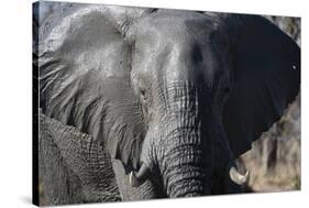 African Elephant (Loxodonta Africana), Khwai Concession, Okavango Delta, Botswana, Africa-Sergio Pitamitz-Stretched Canvas