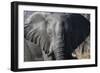 African Elephant (Loxodonta Africana), Khwai Concession, Okavango Delta, Botswana, Africa-Sergio Pitamitz-Framed Photographic Print