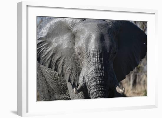 African Elephant (Loxodonta Africana), Khwai Concession, Okavango Delta, Botswana, Africa-Sergio Pitamitz-Framed Photographic Print